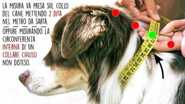 misurazione-del-collo-del-cane-per-la-realizzazione-di-un-collare-personalizzato-toscani-store2