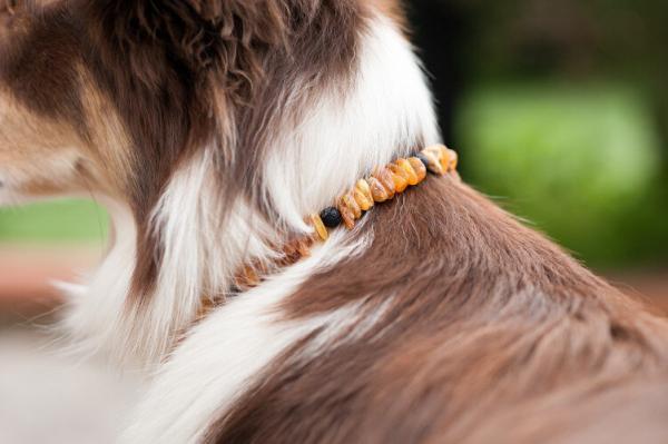 DETTAGLIO COLLARE ANTIPARASSITARIO PER CANI NATURALE