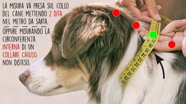 misurazione del collo del cane per la realizzazione di un collare personalizzato toscani store