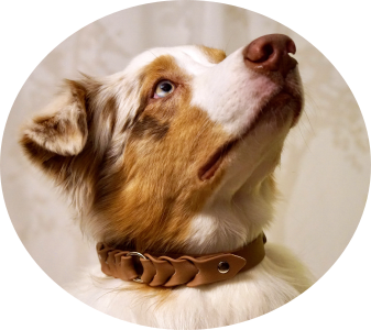 kobe of stronghold per borgo toscani store australian shepherd