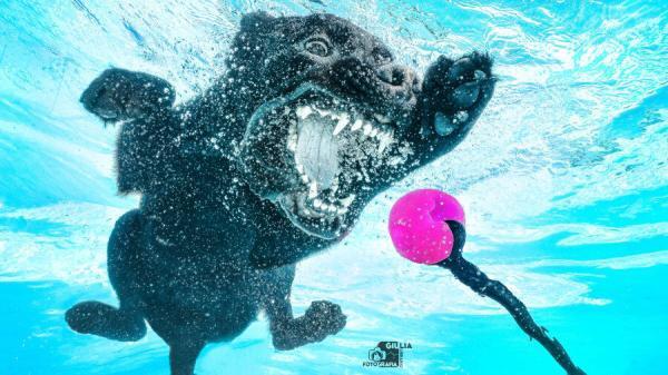 bomba gioco galleggiante per cani immagine scattata da giulia cibrario ph in piscina