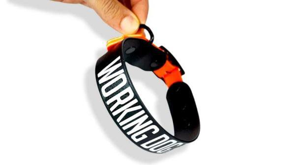 Collare working dog con testo a caratteri cubitali fascia alta da 3cm con testo visibile a distanza 3-4 fibbia regolabile e arancio fluo