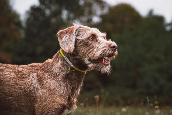 cane da caccia spitz con collare di riconoscimento inciso a cnc su alluminio anodizzato alta tenacità resistenza a strappo e contusione toscani store