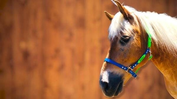 capezza per cavallo indossata blu e verde fluo toscani store