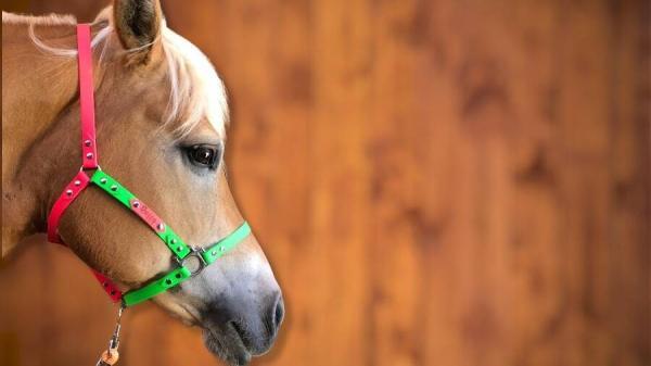 capezza per cavallo indossata rosa e verde fluo toscani store