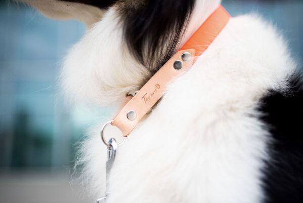 dog ambassador Attila Border Collie di Bruscoli Martina con collare cuoio e waterproof particolare toscani store